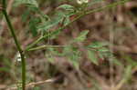 Hedge parsley